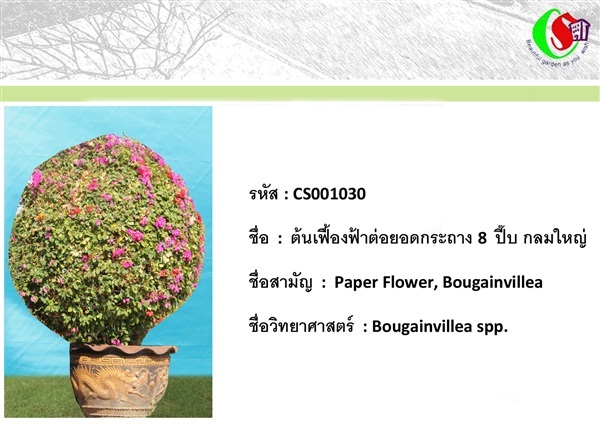 30เฟื้องฟ้า  Bougainvillea | ซี เอส การ์เด้น - ธัญบุรี ปทุมธานี