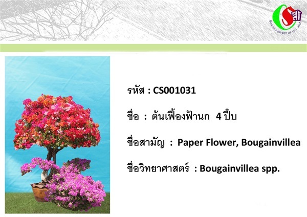 31เฟื้องฟ้า  Bougainvillea | ซี เอส การ์เด้น - ธัญบุรี ปทุมธานี