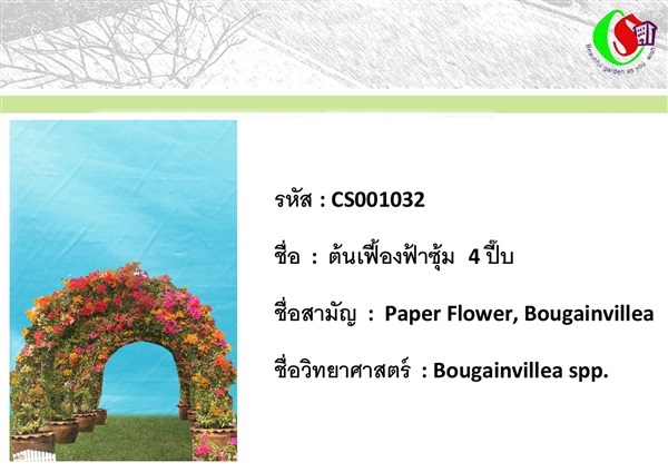 32เฟื้องฟ้า  Bougainvillea | ซี เอส การ์เด้น - ธัญบุรี ปทุมธานี