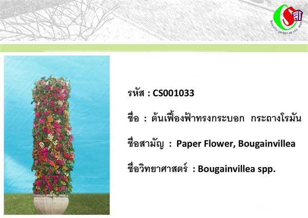 33เฟื้องฟ้า  Bougainvillea | ซี เอส การ์เด้น - ธัญบุรี ปทุมธานี