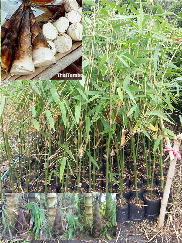 ไผ่ตงศรีปราจีน | สวนใหม่พฤกษา นานาพันธุ์ไม้ - ปากพลี นครนายก