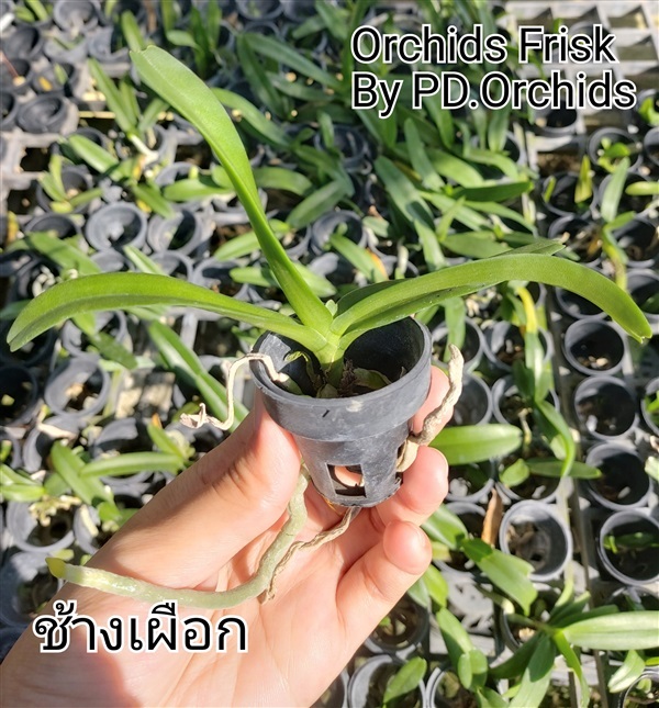 ไม้นิ้ว กล้วยไม้ ช้างเผือก/ช้างแดง | Orchids Frisk by PD.orchids - วัฒนา กรุงเทพมหานคร