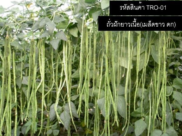 เมล็ดพันธุ์ถั่วฝักยาวเนื้อ(จำหน่ายเมล็ดพันธุ์คุณภาพดี)