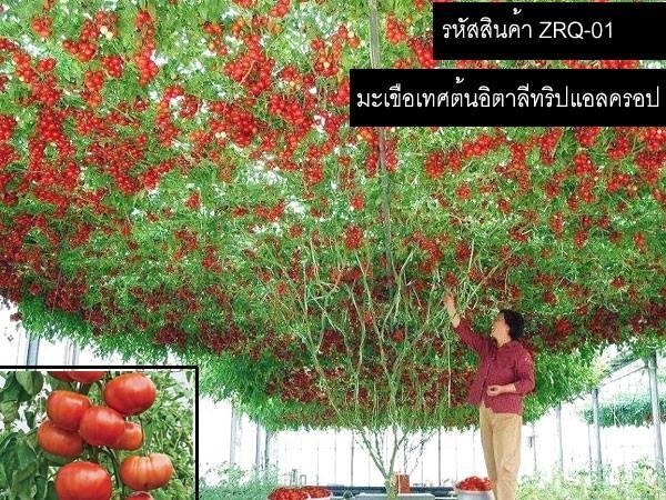 เมล็ดพันธุ์มะเขือเทศต้นอิตาลีทริปแอลครอป | thailandseedshop - เมืองสมุทรปราการ สมุทรปราการ