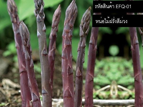 เมล็ดพันธุ์หน่อไม้ฝรั่งสีม่วง(จำหน่ายเมล็ดพันธุ์นำเข้าคุณภาพ | thailandseedshop - เมืองสมุทรปราการ สมุทรปราการ