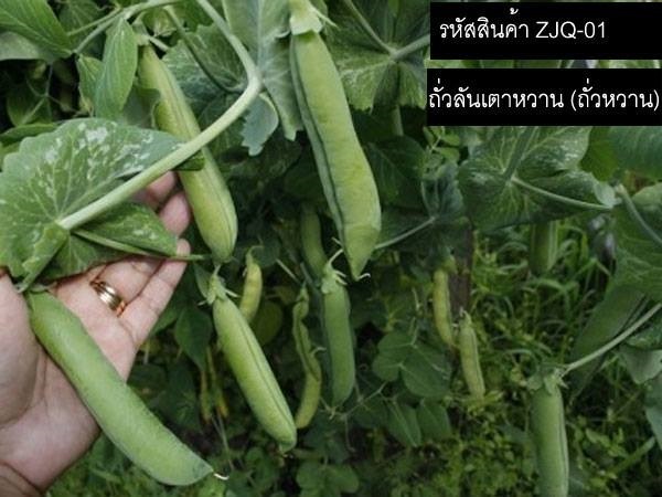 เมล็ดพันธุ์ถั่วลันเตาหวาน (ถั่วหวาน) | thailandseedshop - เมืองสมุทรปราการ สมุทรปราการ