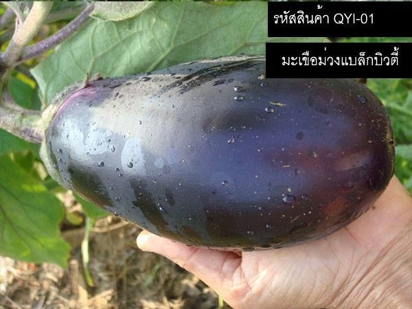 เมล็ดพันธุ์มะเขือม่วงแบล็กบิวตี้(จำหน่ายเมล็ดพันธุ์คุณภาพดี) | thailandseedshop - เมืองสมุทรปราการ สมุทรปราการ