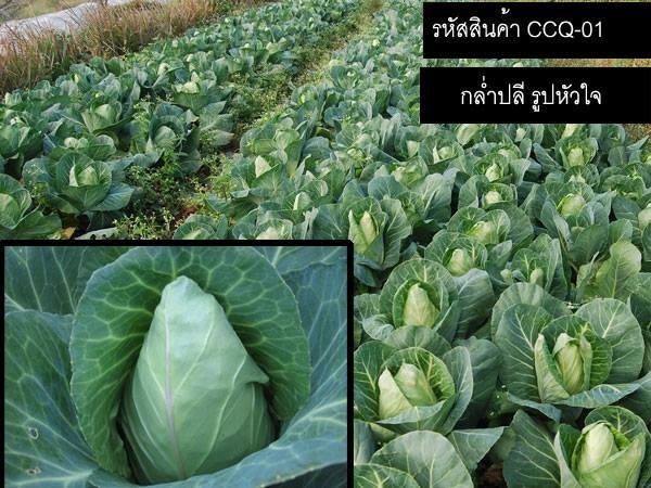 เมล็ดพันธุ์กะหล่ำปลีรูปหัวใจ(จำหน่ายเมล็ดพันธุ์คุณภาพดี) | thailandseedshop - เมืองสมุทรปราการ สมุทรปราการ