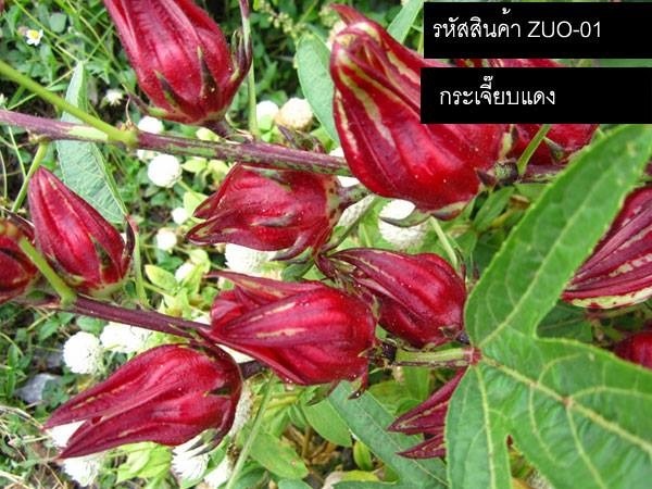 เมล็ดพันธุ์กระเจี๊ยบแดง(จำหน่ายเมล็ดพันธุ์คุณภาพดี)