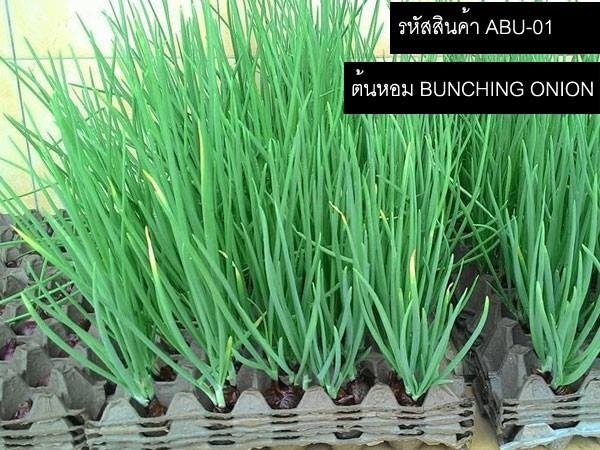 เมล็ดพันธุ์ต้นหอม(จำหน่ายเมล็ดพันธุ์คุณภาพดี) | thailandseedshop - เมืองสมุทรปราการ สมุทรปราการ