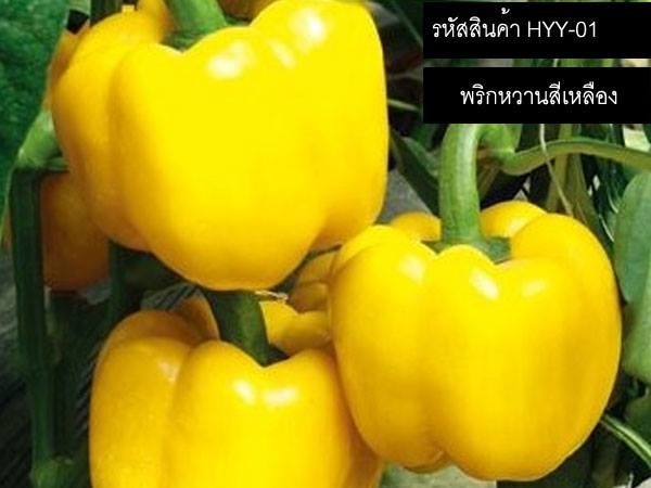 เมล็ดพันธุ์พริกหวานสีเหลือง(จำหน่ายเมล็ดพันธุ์นำเข้าคุณภาพดี