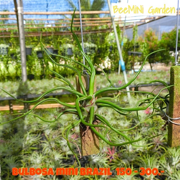 Bulbosa mini Brazil