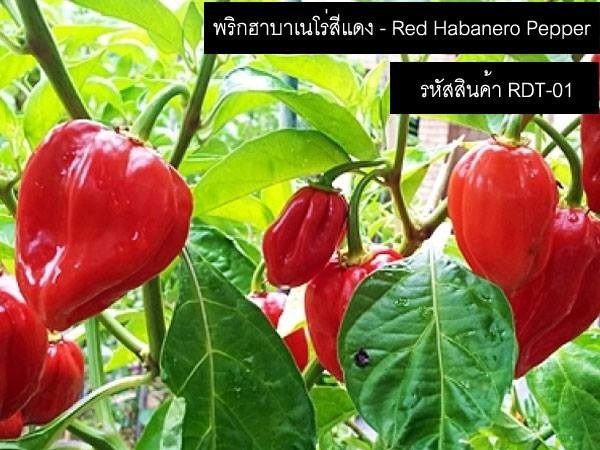 เมล็ดพันธุ์พริกฮาบาเนโร่สีแดง(จำหน่ายเมล็ดพันธุ์นำเข้าคุณภาพ