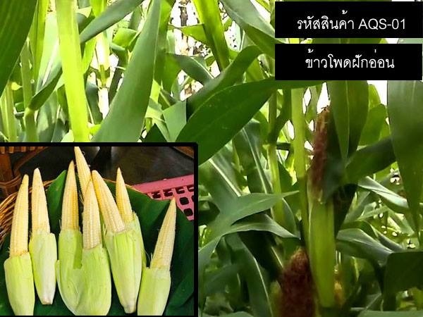 เมล็ดพันธุ์ ข้าวโพดฝักอ่อน(จำหน่ายเมล็ดพันธุ์คุณภาพดี)