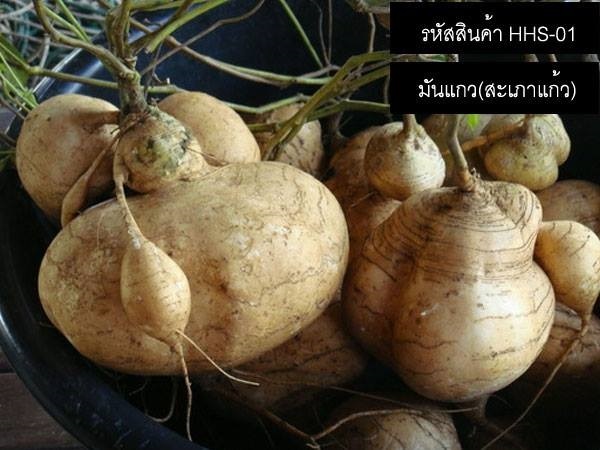 เมล็ดพันธุ์มันแกว(สะเภาแก้ว) | thailandseedshop - เมืองสมุทรปราการ สมุทรปราการ