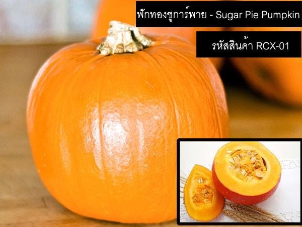 เมล็ดพันธุ์ฟักทองชูการ์พาย(จำหน่ายเมล็ดพันธุ์คุณภาพดี)