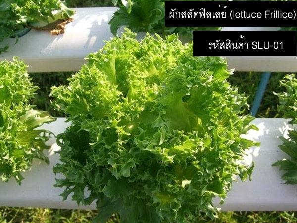 เมล็ดพันธุ์ผักสลัดฟิลเล่ย์(จำหน่ายเมล็ดพันธุ์นำเข้าคุณภาพดี)