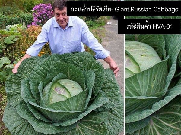 เมล็ดพันธุ์กะหล่ำปลียักษ์รัสเซีย(จำหน่ายเมล็ดพันธุ์คุณภาพดี) | thailandseedshop - เมืองสมุทรปราการ สมุทรปราการ