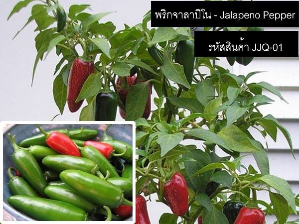 เมล็ดพันธุ์พริกจาลาปิโน(จำหน่ายเมล็ดพันธุ์นำเข้าคุณภาพดี)