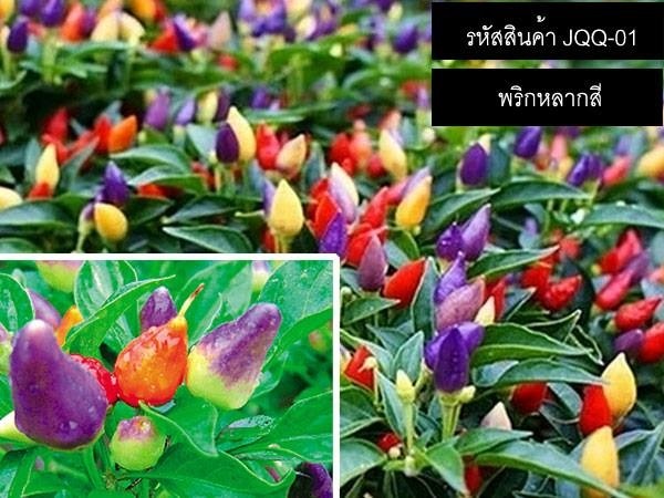 เมล็ดพันธุ์พริกหลากสี(จำหน่ายเมล็ดพันธุ์นำเข้าคุณภาพดี) | thailandseedshop - เมืองสมุทรปราการ สมุทรปราการ