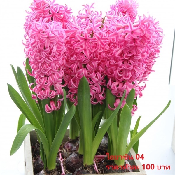 Hyacinthus PinK Pearl | Pmdflowerseeds - ด่านซ้าย เลย