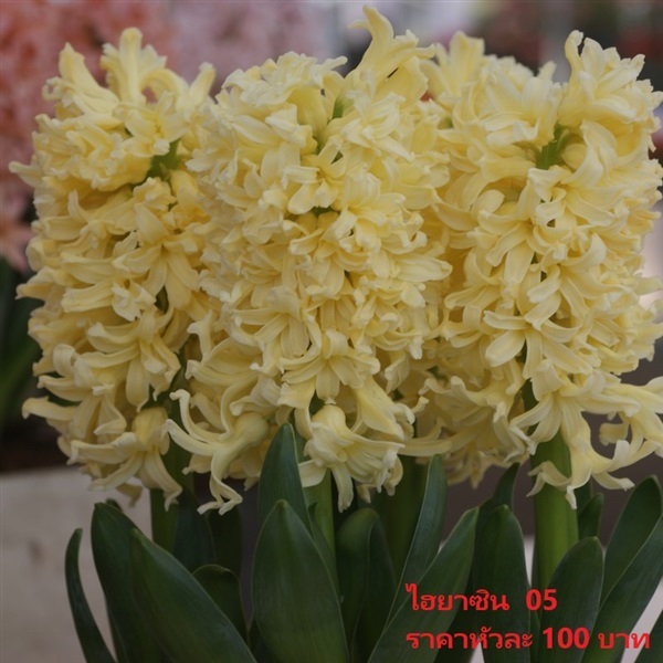Hyacinthus Yellow Queen | Pmdflowerseeds - ด่านซ้าย เลย