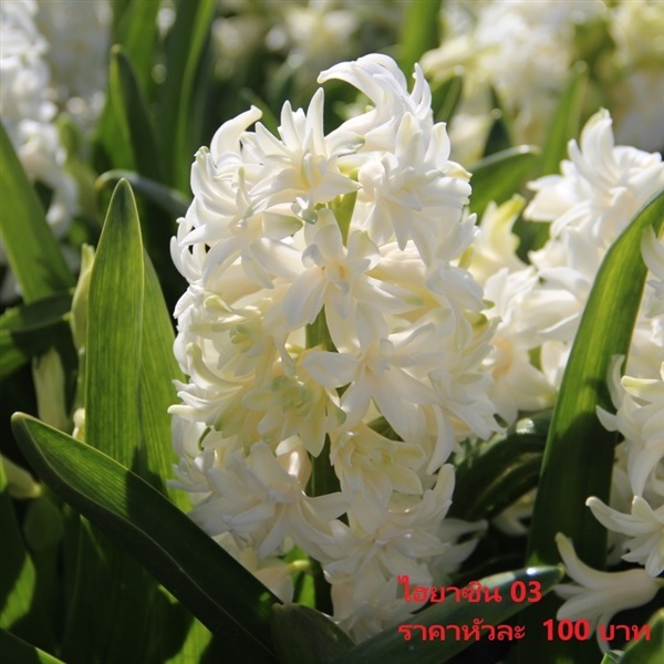 Hyacinthus Madame Sophie | Pmdflowerseeds - ด่านซ้าย เลย