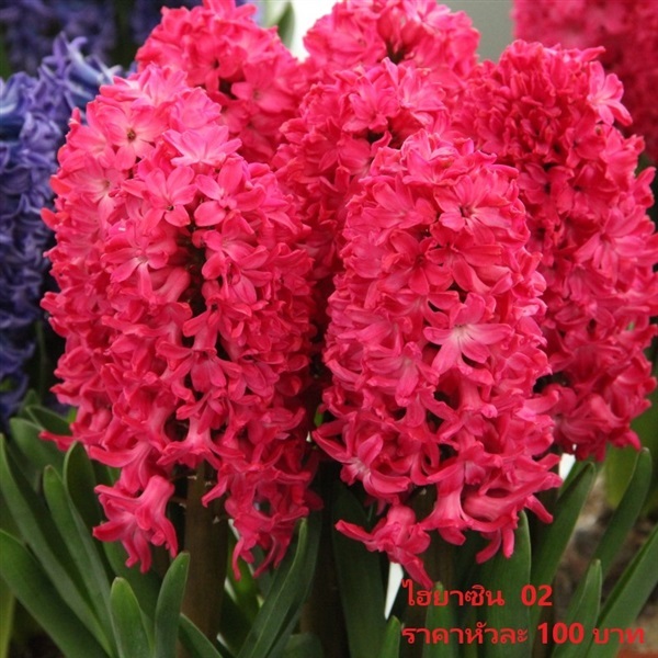 Hyacinthus Jan Bos | Pmdflowerseeds - ด่านซ้าย เลย