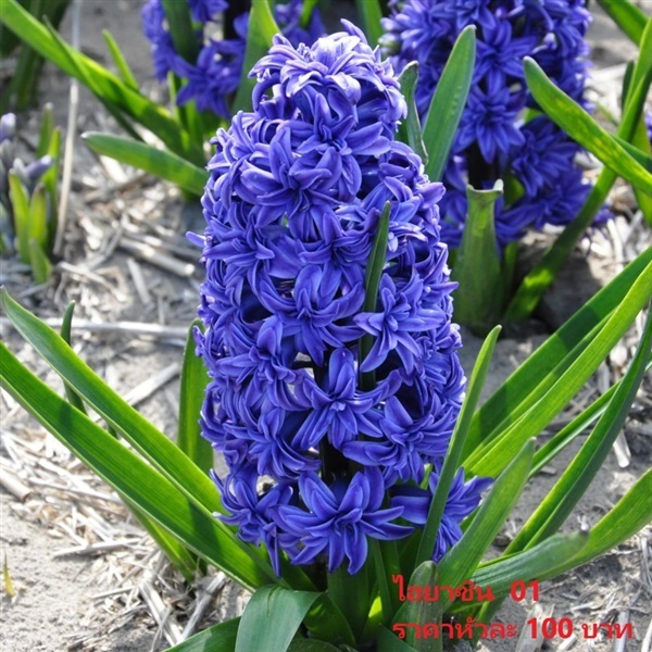 Hyacinthus Crystal Palace  | Pmdflowerseeds - ด่านซ้าย เลย