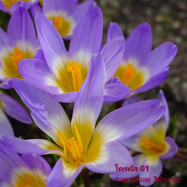 Crocus Sieberi Tricolor | Pmdflowerseeds - ด่านซ้าย เลย