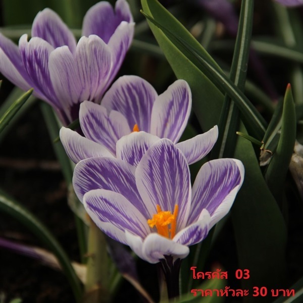 Crocus Vernus Striped Beauty  | Pmdflowerseeds - ด่านซ้าย เลย