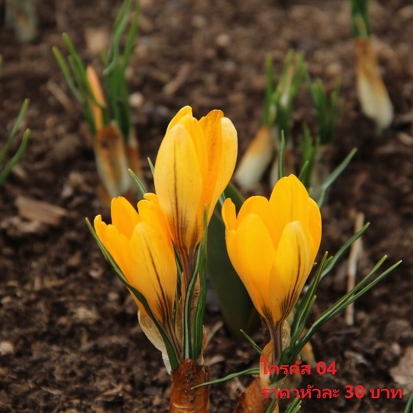 Crocus vernus Yellow Mammouth