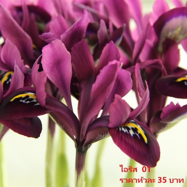 Iris histrioides george