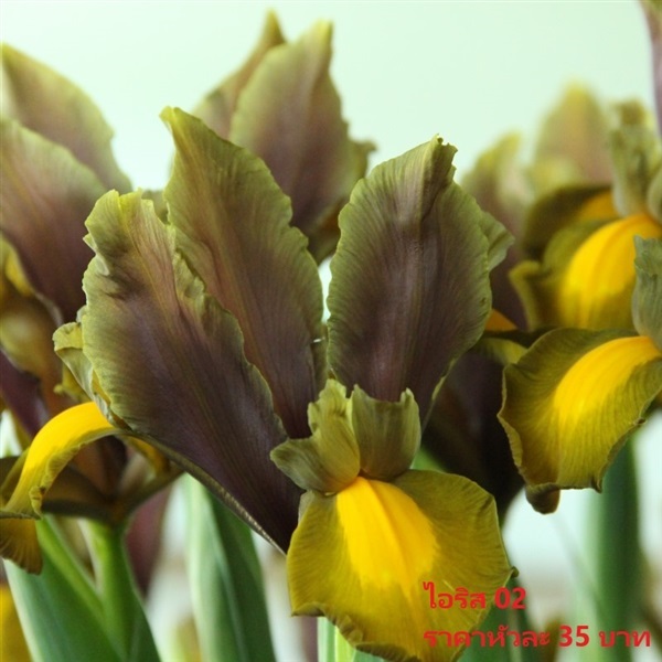 Iris-hollandica-autumn-princess-reg | Pmdflowerseeds - ด่านซ้าย เลย