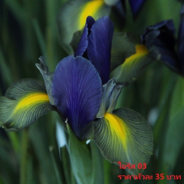 Iris-hollandica-gipsy-beauty-reg | Pmdflowerseeds - ด่านซ้าย เลย