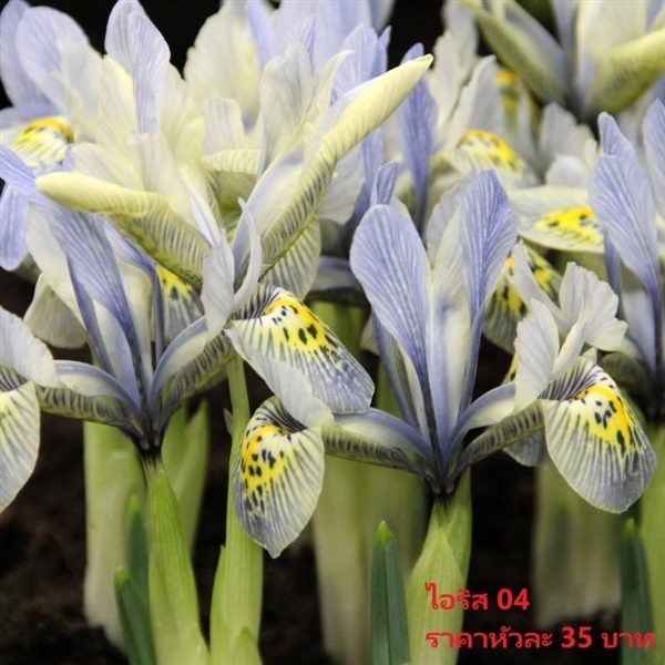 Iris-katharine-hodgkin | Pmdflowerseeds - ด่านซ้าย เลย