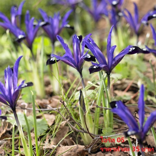 iris-reticulata-blue-note | Pmdflowerseeds - ด่านซ้าย เลย