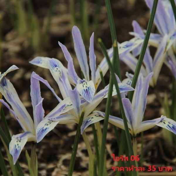 iris-reticulata-painted-lady | Pmdflowerseeds - ด่านซ้าย เลย