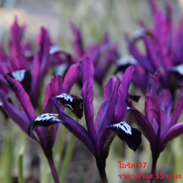 iris-reticulata-pauline | Pmdflowerseeds - ด่านซ้าย เลย