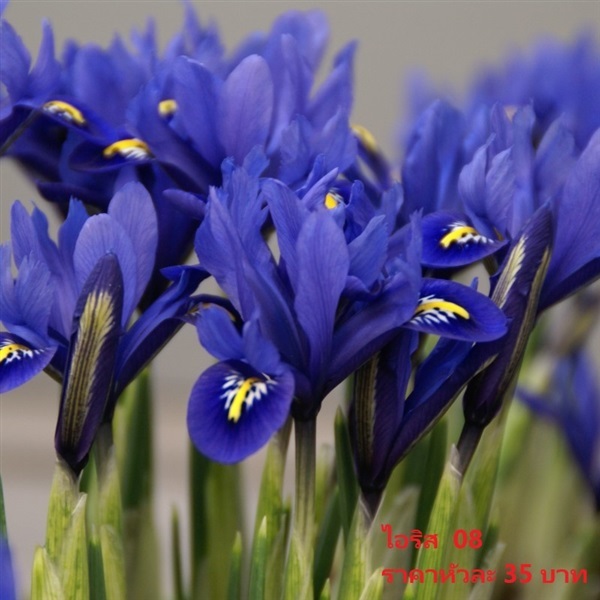 iris-reticulata-harmony | Pmdflowerseeds - ด่านซ้าย เลย