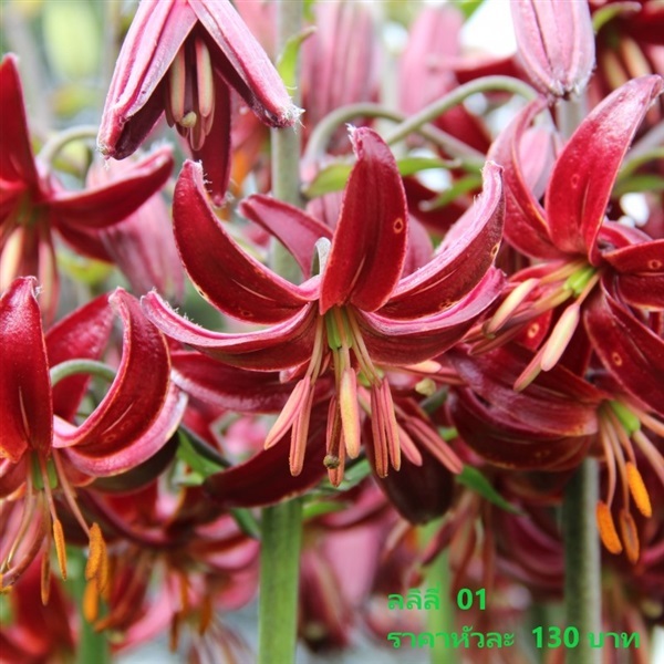 lilium-martagon-claude-shride | Pmdflowerseeds - ด่านซ้าย เลย