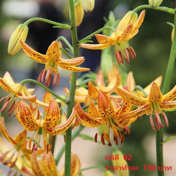 lilium-martagon-sunny-morning | Pmdflowerseeds - ด่านซ้าย เลย