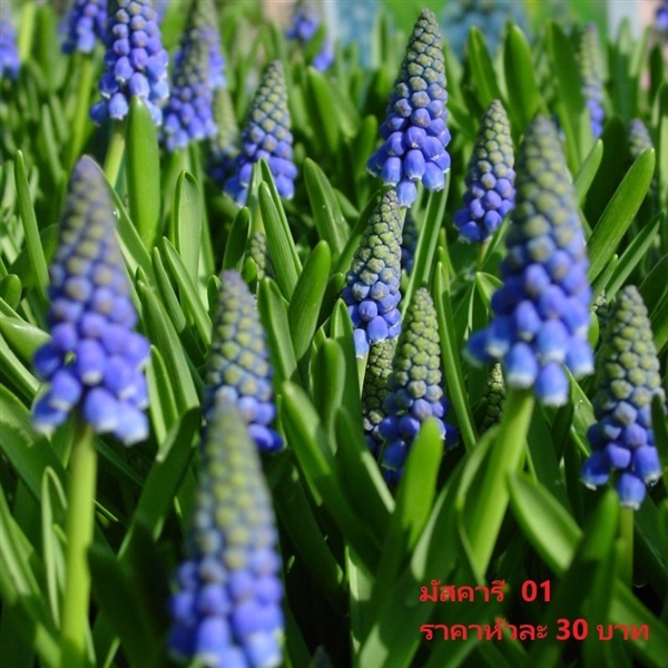 muscari-armeniacum | Pmdflowerseeds - ด่านซ้าย เลย