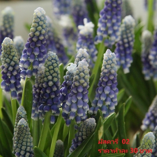 muscari-armeniacum-helena | Pmdflowerseeds - ด่านซ้าย เลย