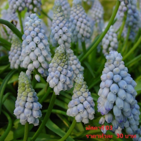 muscari-valerie-finnis | Pmdflowerseeds - ด่านซ้าย เลย