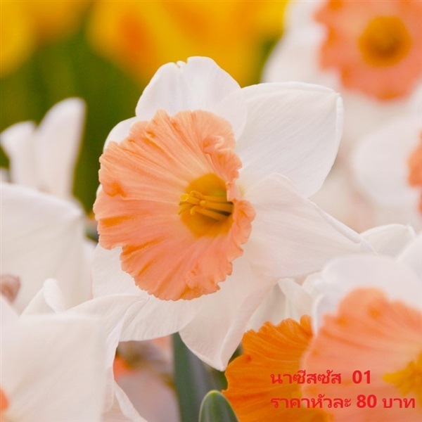 ดอกดารารัตน์  chromacolor | Pmdflowerseeds - ด่านซ้าย เลย