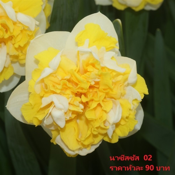 ดอกดารารัตน์ doctor-witteveen  | Pmdflowerseeds - ด่านซ้าย เลย