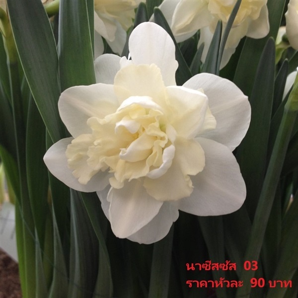 ดอกดารารัตน์ easter-born | Pmdflowerseeds - ด่านซ้าย เลย