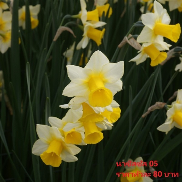 ดอกดารารัตน์ golden-echo | Pmdflowerseeds - ด่านซ้าย เลย