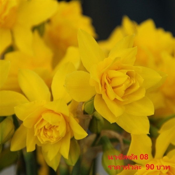 ดอกดารารัตน์ odorus-plenus | Pmdflowerseeds - ด่านซ้าย เลย